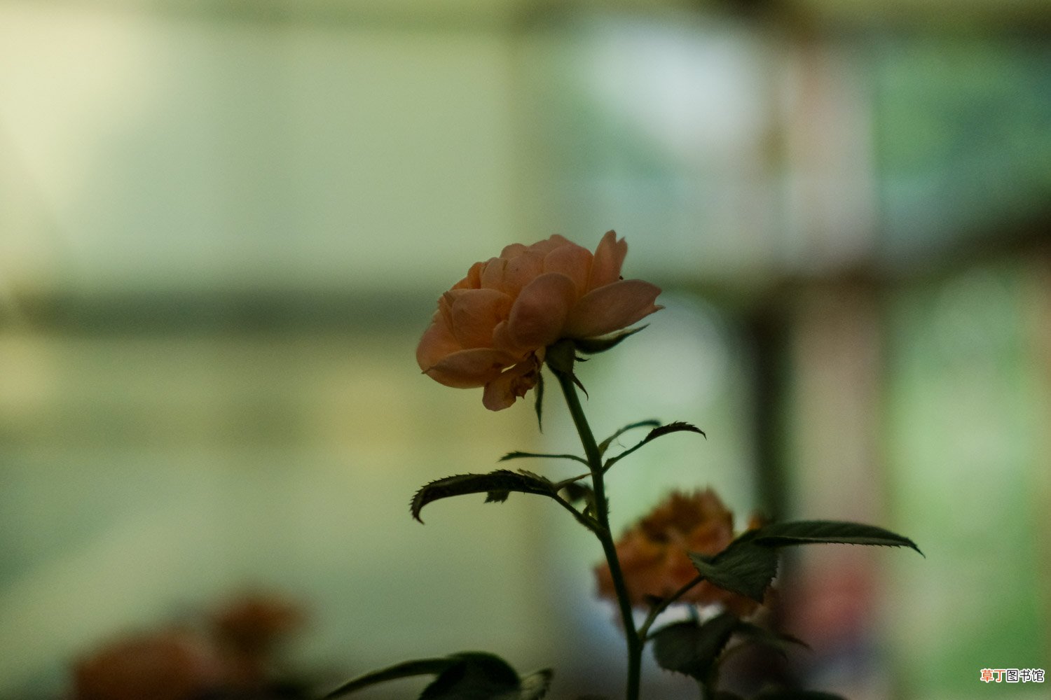 月季花冬天开花吗
