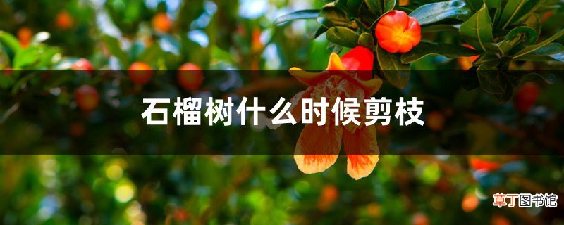 石榴树什么时候剪枝