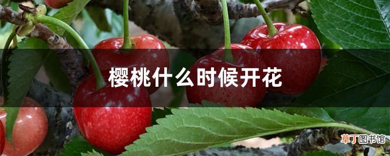 樱桃什么时候开花