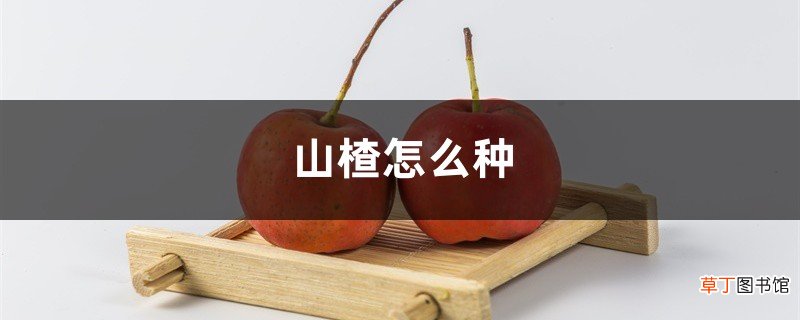 山楂怎么种