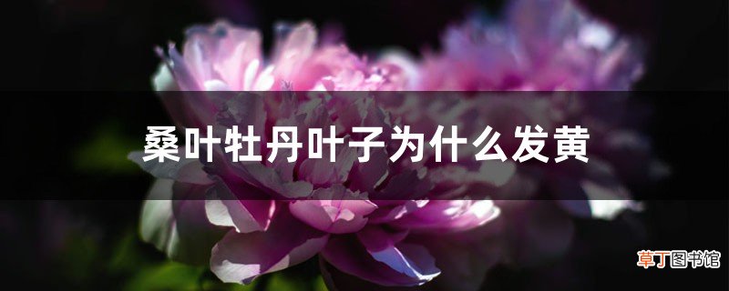 桑叶牡丹叶子为什么发黄