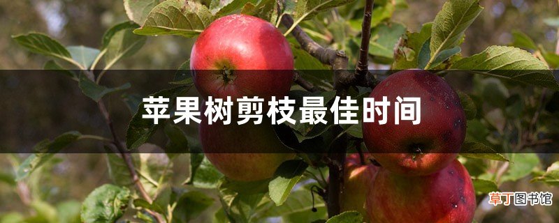 苹果树剪枝最佳时间
