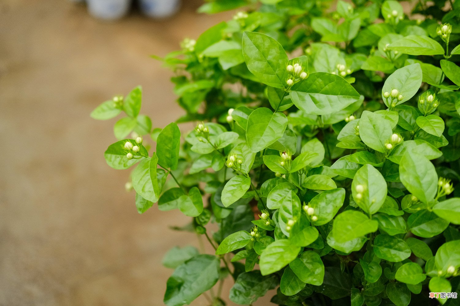 茉莉花什么季节开花