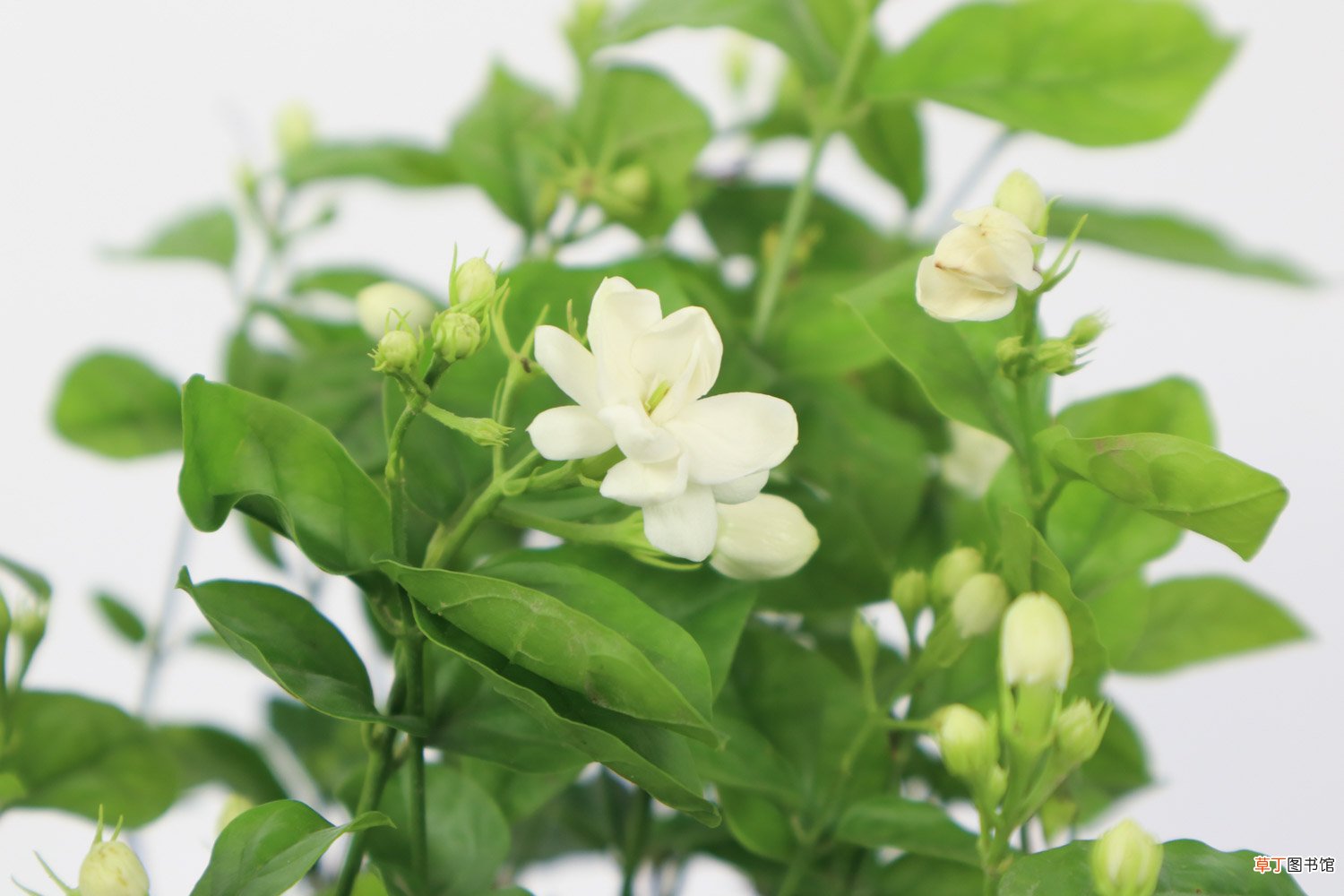 茉莉花什么季节开花