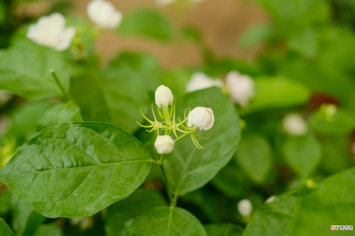 茉莉花什么季节开花