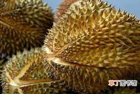 没熟的榴莲打开了怎么办？ 榴莲没熟打开后怎么办