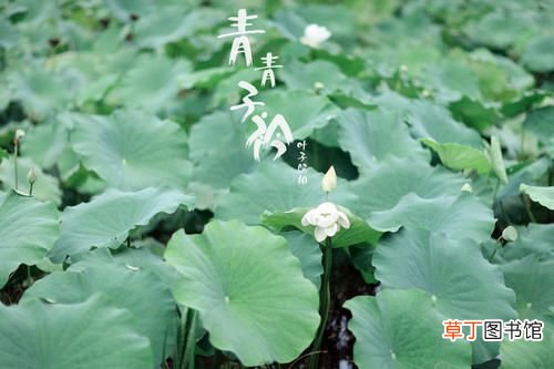 青青子衿，悠悠我心”是什么意思？ 青青子衿什么意思