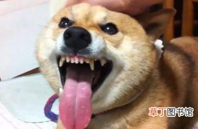 狗狗不听话往死里打 狗狗为什么咬人