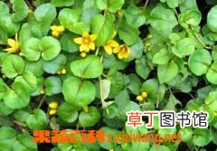 金钱草种植方法技巧