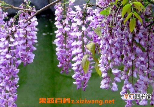 紫藤花的养殖方法和注意事项