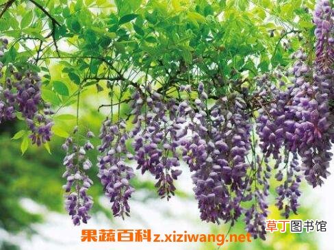 紫藤花的养殖方法和注意事项