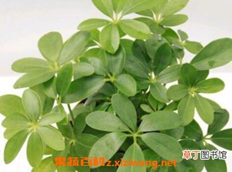 鸭爪花怎么养 鸭爪花的养殖方法