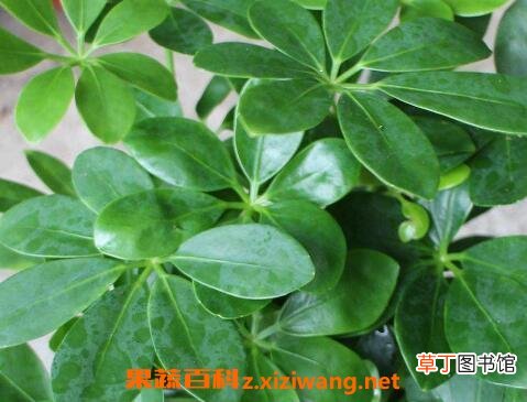 鸭爪花怎么养 鸭爪花的养殖方法