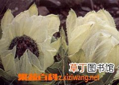 天山雪莲怎么吃