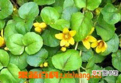金钱草图片和副作用