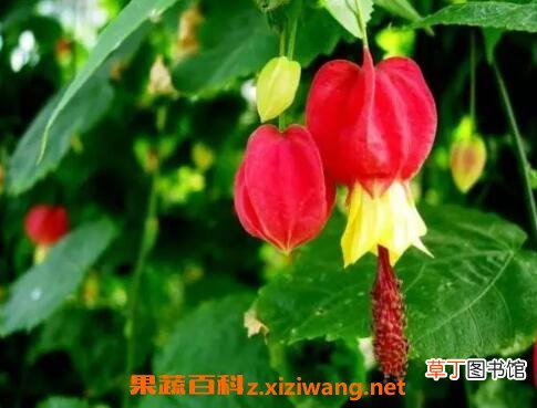 蔓性风铃花的养殖方法和养殖技巧