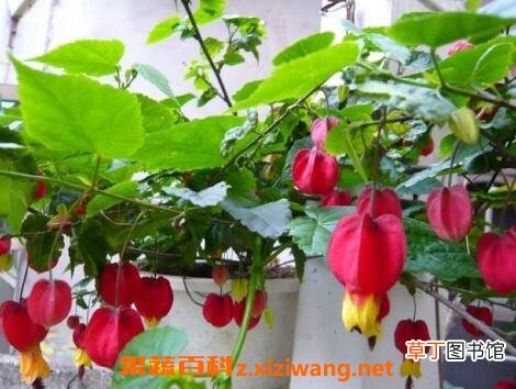 蔓性风铃花的养殖方法和养殖技巧