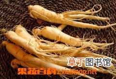 人参的功效与作用
