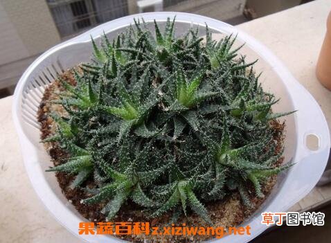 雪花芦荟的养殖方法和注意事项
