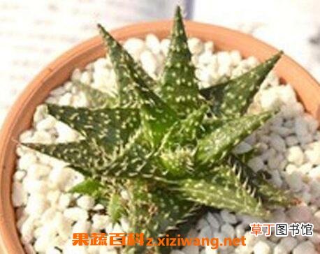 雪花芦荟的养殖方法和注意事项