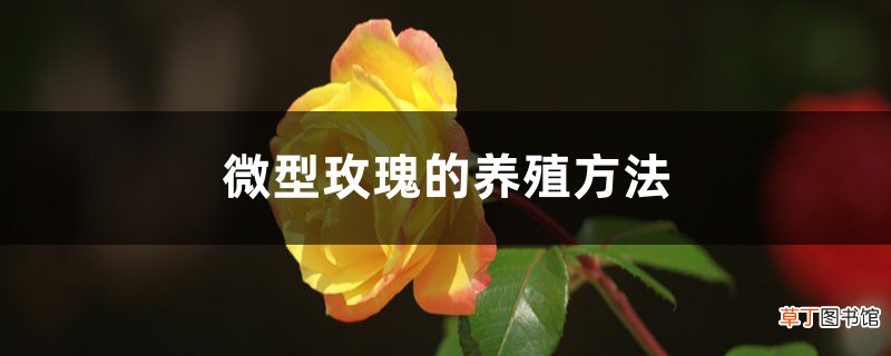 微型玫瑰的养殖方法