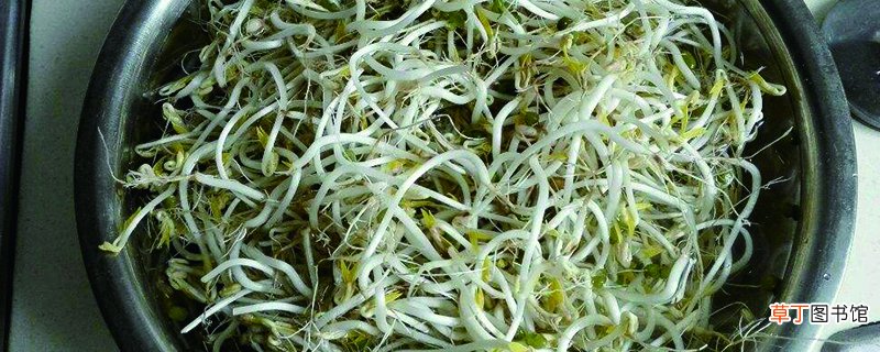 绿豆怎么发芽最快
