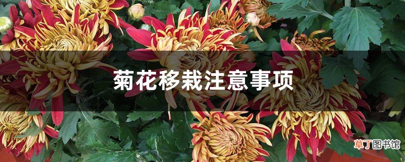 菊花移栽注意事项