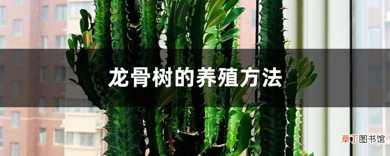 龙骨树的养殖方法