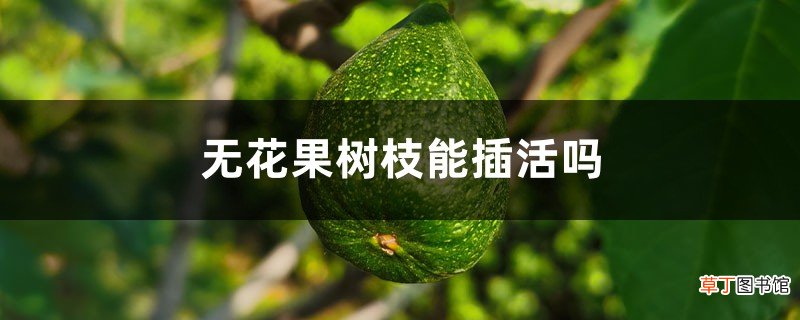 无花果树枝能插活吗