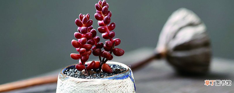 珊瑚珠怎么养
