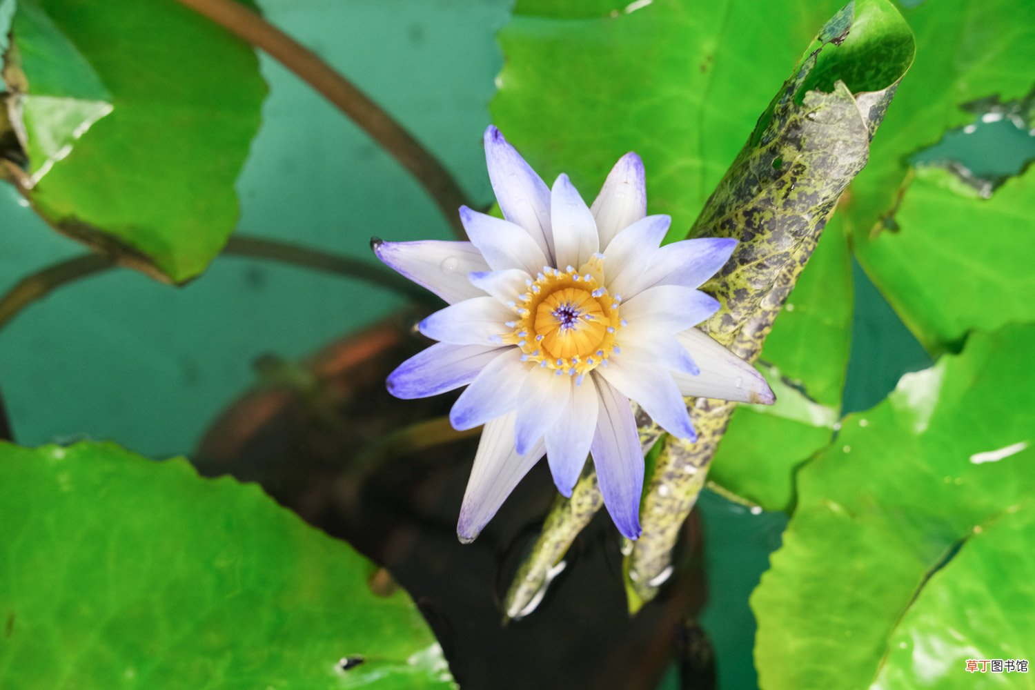 花店买的睡莲怎么养