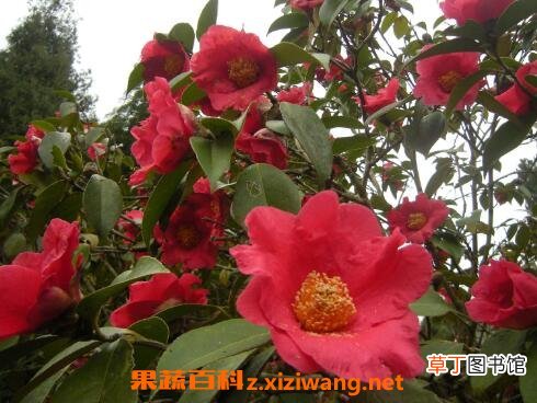 四季茶花养殖方法和注意事项
