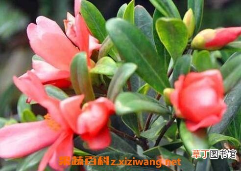 四季茶花养殖方法和注意事项