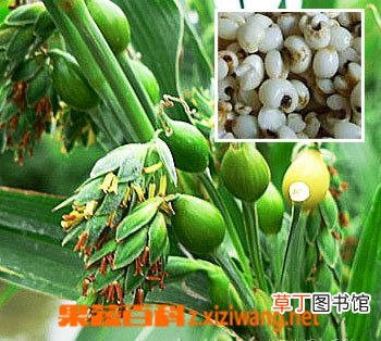 薏仁的功效与作用介绍