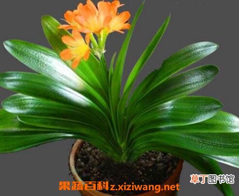 君子兰不开花怎么办 君子兰不开花的解决方法