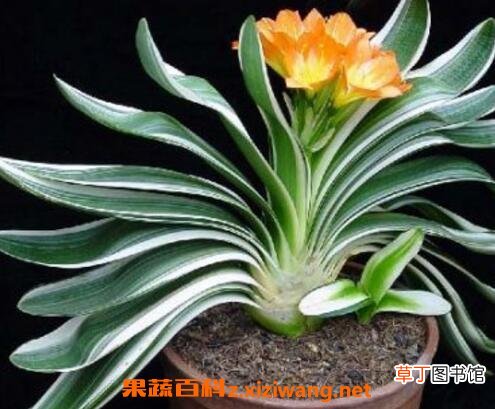 君子兰不开花怎么办 君子兰不开花的解决方法