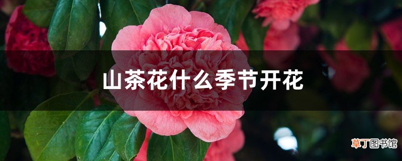 山茶花什么季节开花