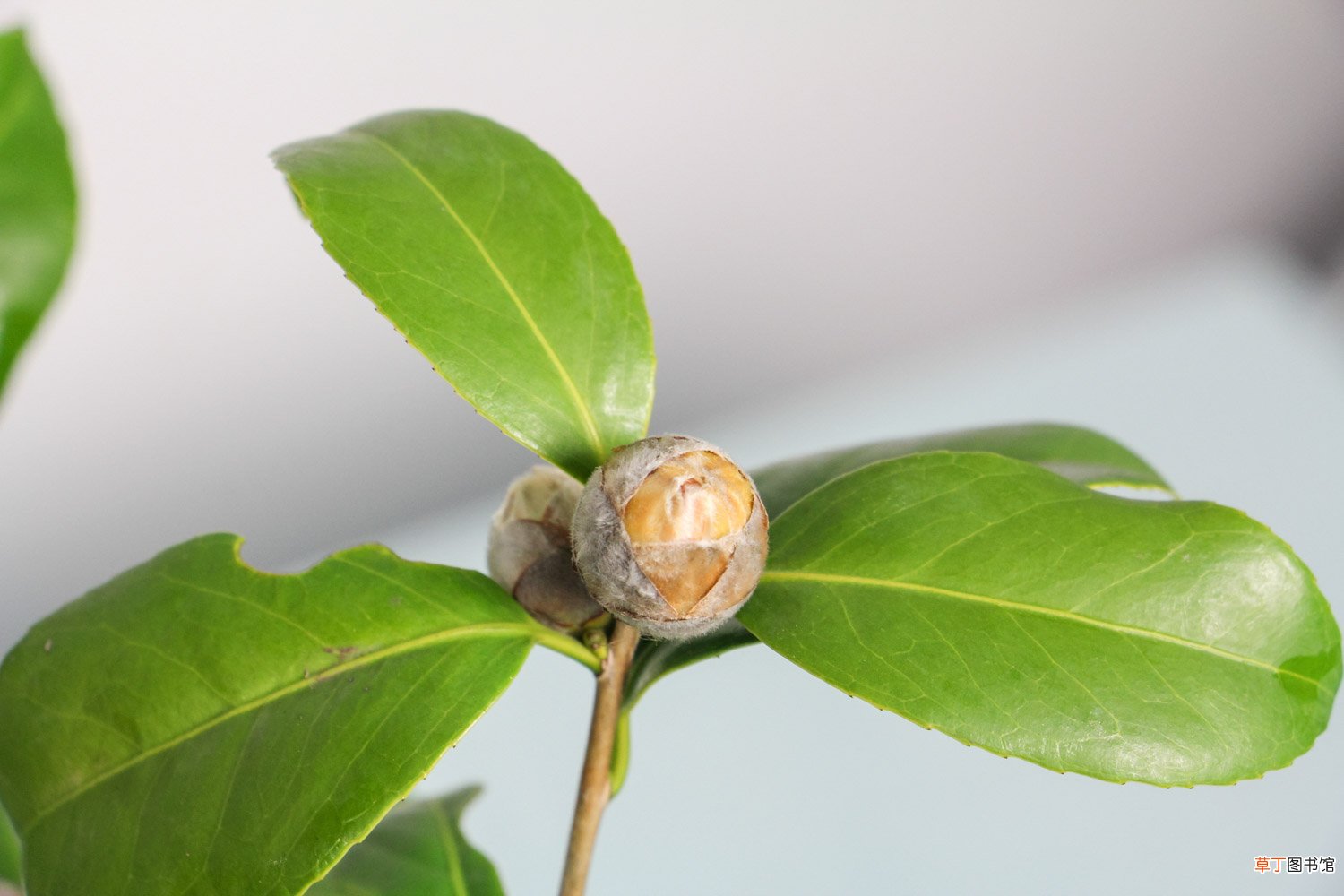 山茶花什么季节开花