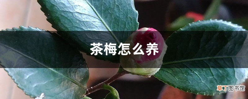 茶梅怎么养