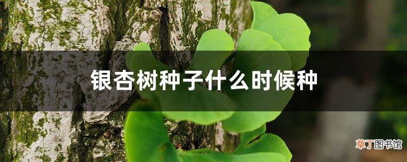 银杏树种子什么时候种