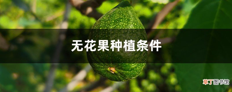 无花果种植条件