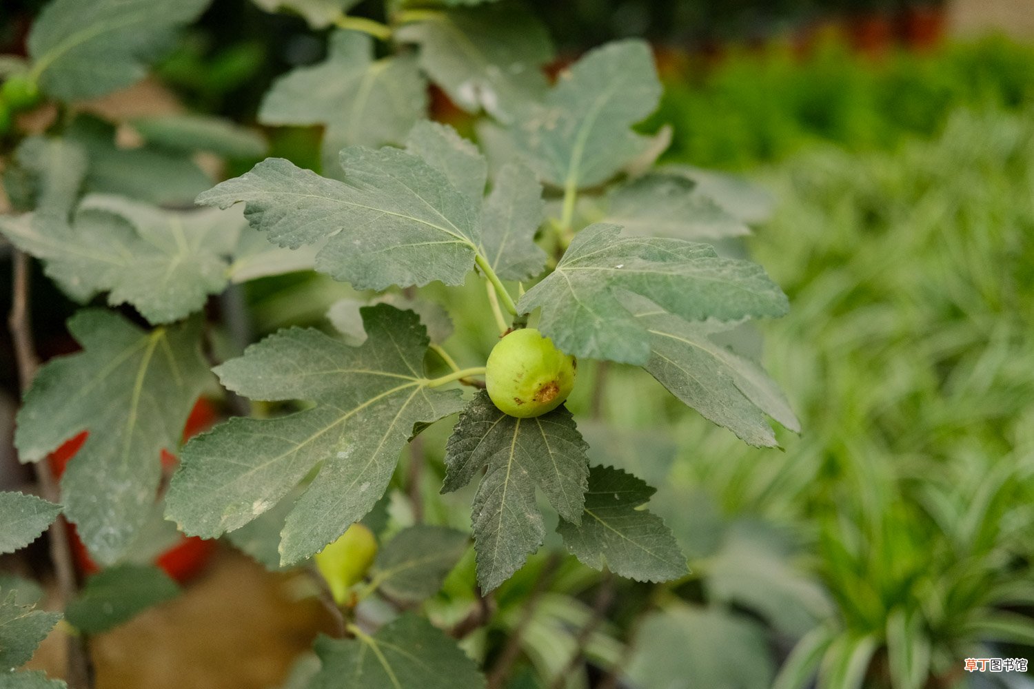 无花果种植条件
