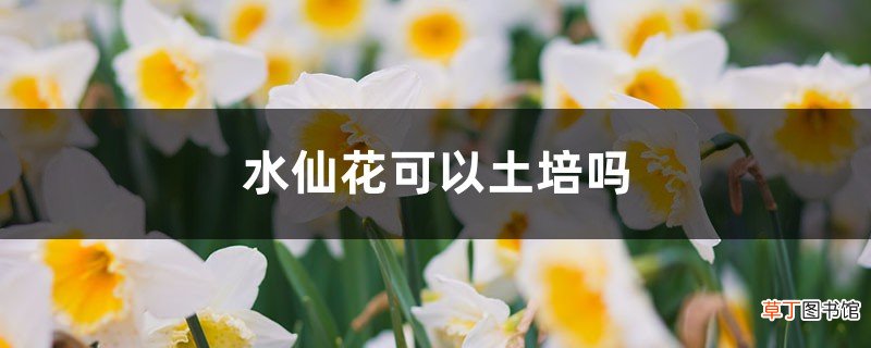 水仙花可以土培吗