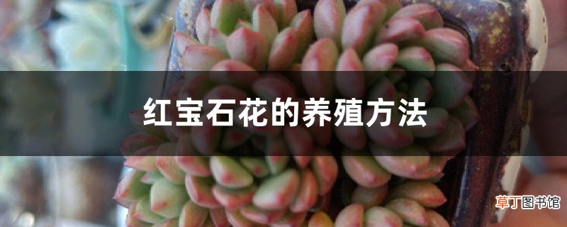 红宝石花的养殖方法
