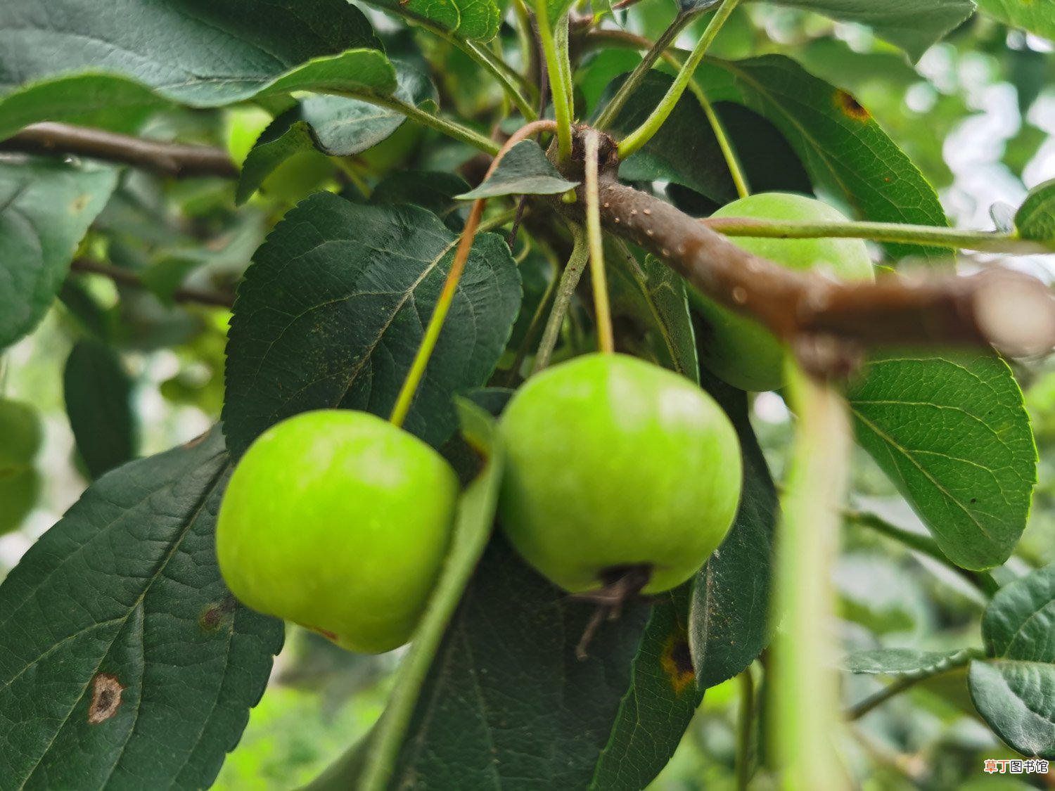 海棠树怎么种植方法