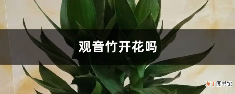 观音竹开花吗