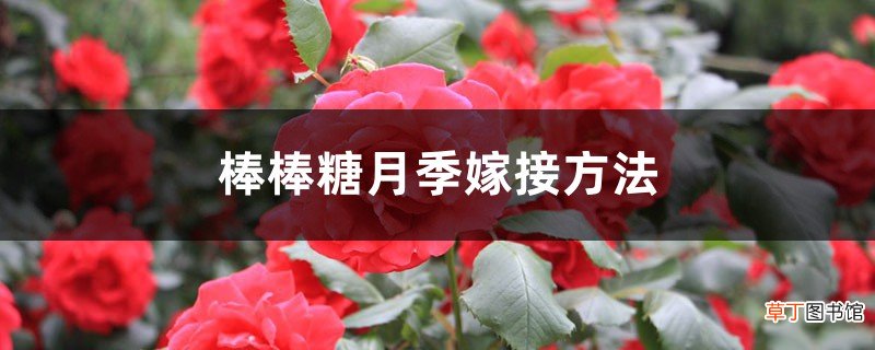 棒棒糖月季嫁接方法