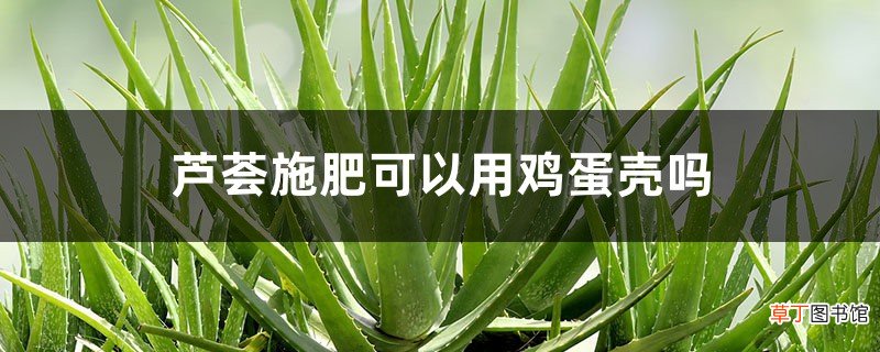 芦荟施肥可以用鸡蛋壳吗