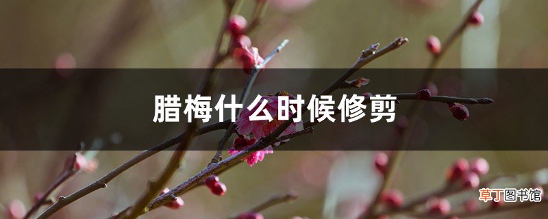 腊梅什么时候修剪