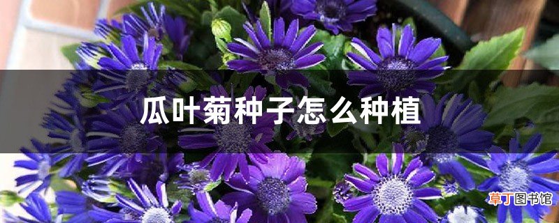 瓜叶菊种子怎么种植
